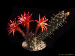 Loxanthocereus sextanianus 2069
